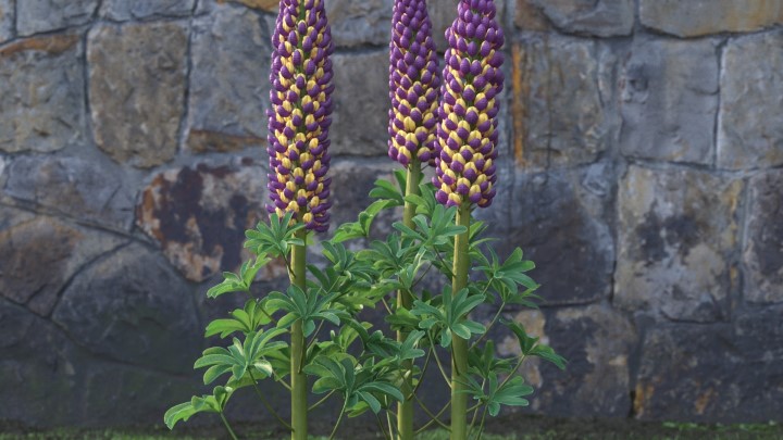渲染模型_花草植物048