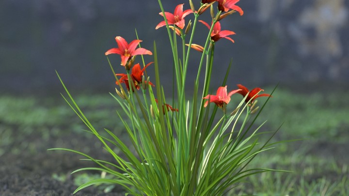 渲染模型_花草植物055
