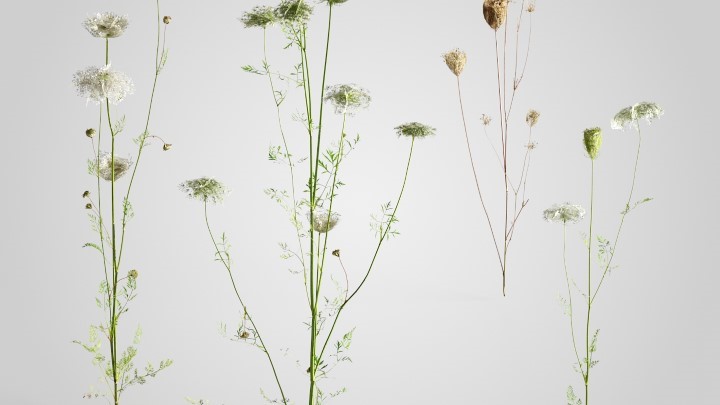 渲染模型_花草植物074