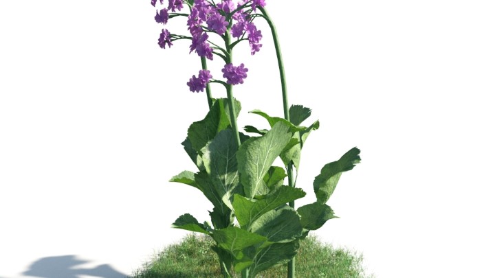 渲染模型_花草灌木010