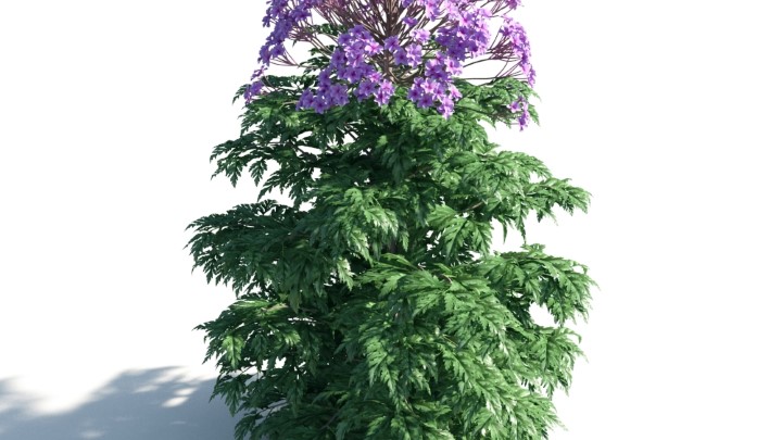 渲染模型_花草灌木012