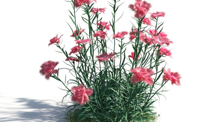 渲染模型_花草灌木013