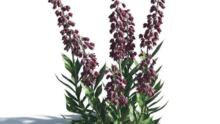 渲染模型_花草灌木017