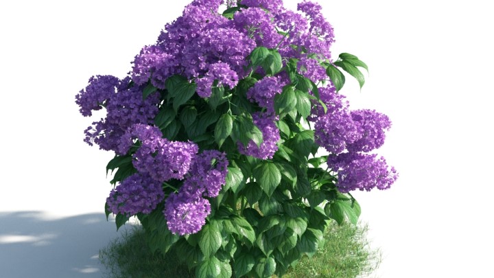 渲染模型_花草灌木026