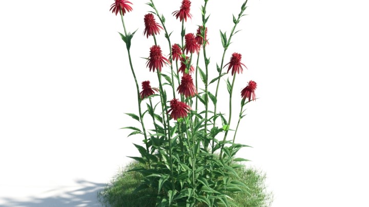 渲染模型_花草灌木036