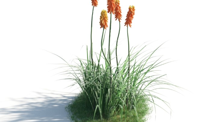 渲染模型_花草灌木038