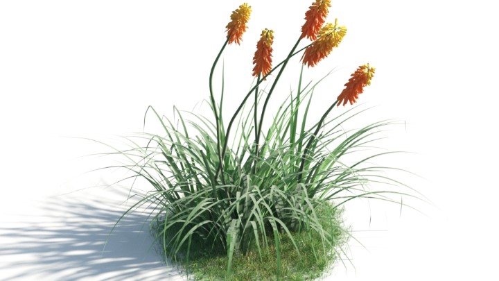 渲染模型_花草灌木040