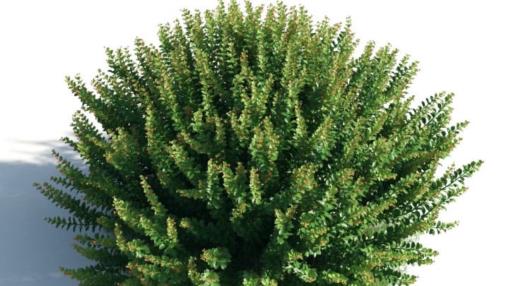 渲染模型_花草灌木046