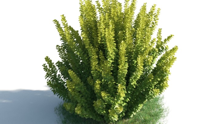 渲染模型_花草灌木048