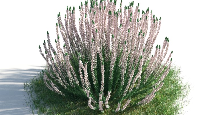 渲染模型_花草灌木053