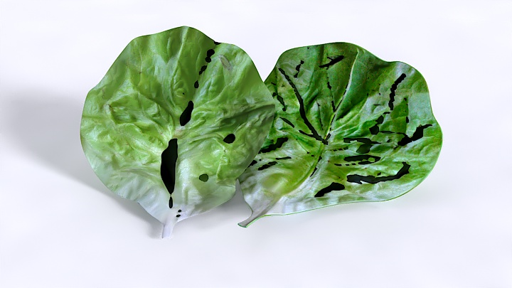 渲染模型_蔬菜013