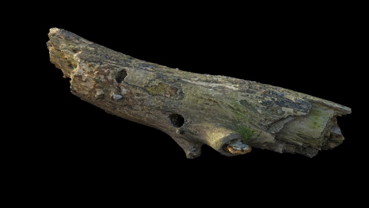 渲染模型_野外树干树枝001