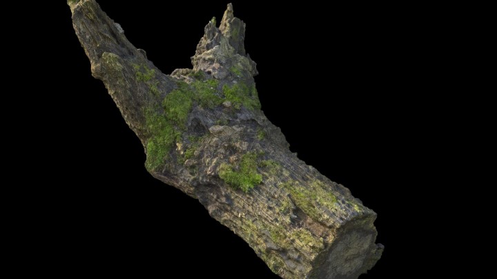 渲染模型_野外树干树枝012