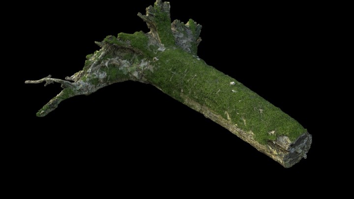 渲染模型_野外树干树枝018