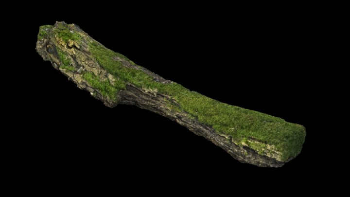 渲染模型_野外树枝004