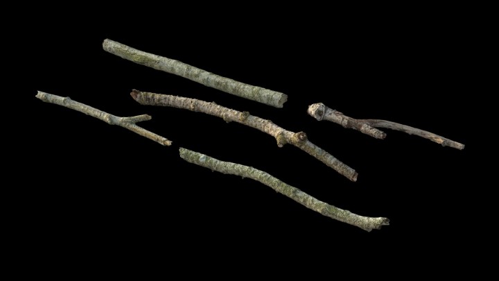 渲染模型_野外树枝018