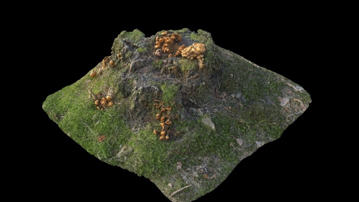 渲染模型_野外树根树桩010