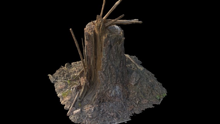 渲染模型_野外树根树桩011