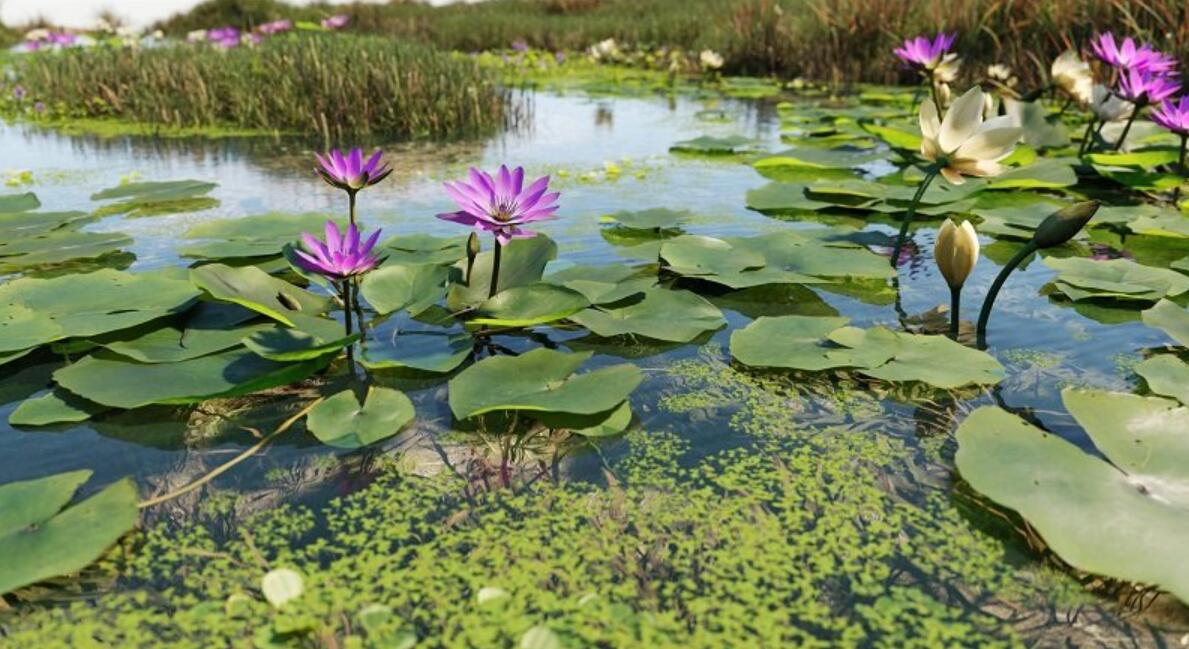 Maxtree Plant Models Vol 39 4.27植物