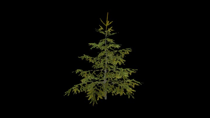 UE项目资源_模型资源_云杉005