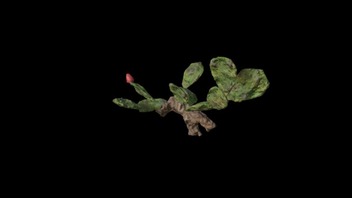 UE项目资源_模型资源_仙人掌126