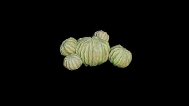 UE项目资源_模型资源_仙人球001