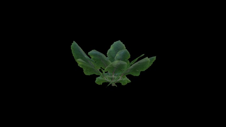 UE项目资源_模型资源_农作物002