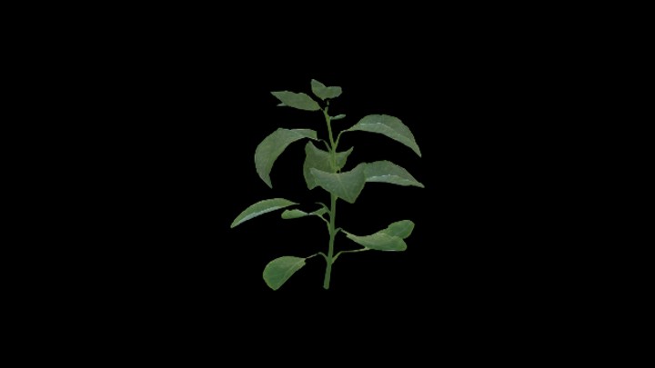 UE项目资源_模型资源_农作物094