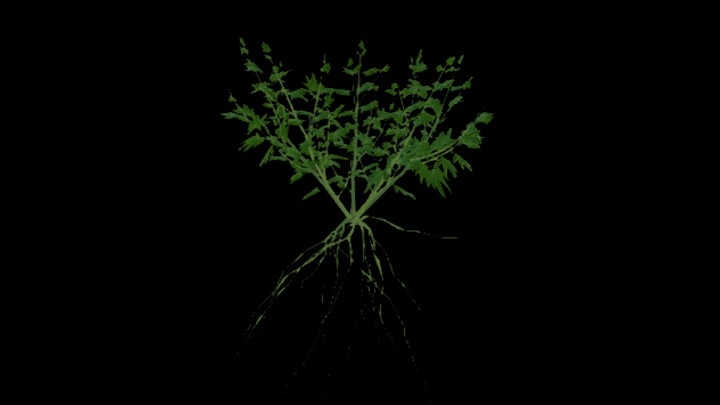 UE项目资源_模型资源_农作物175