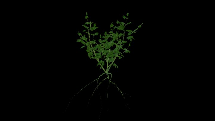 UE项目资源_模型资源_农作物177