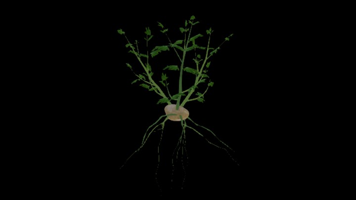 UE项目资源_模型资源_农作物178