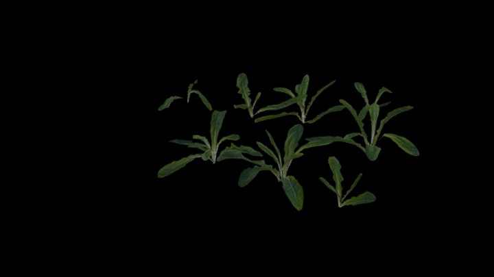 UE项目资源_模型资源_叶子033