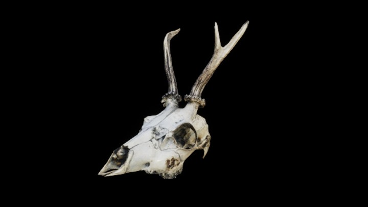 UE项目资源_模型资源_头骨018