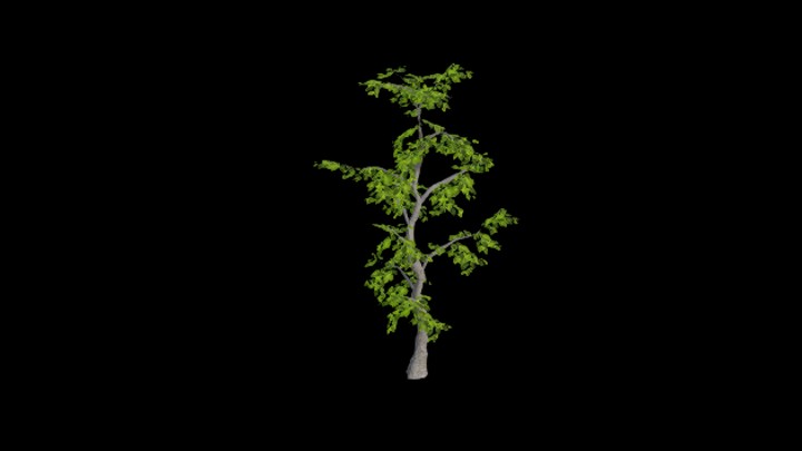 UE项目资源_模型资源_树1487