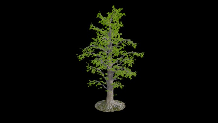 UE项目资源_模型资源_树1494