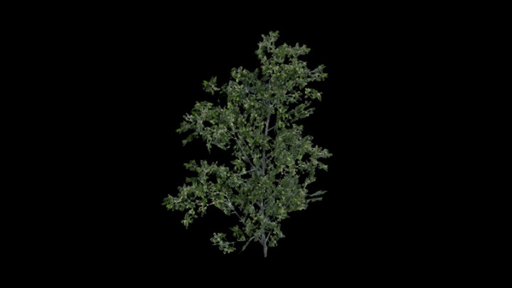 UE项目资源_模型资源_树1513