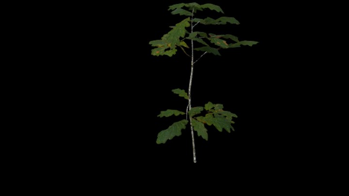 UE项目资源_模型资源_树1606