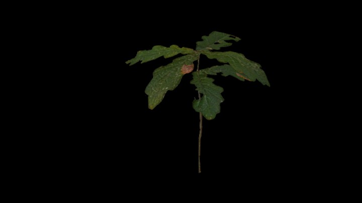 UE项目资源_模型资源_树1608