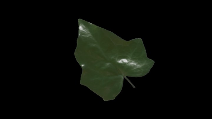 UE项目资源_模型资源_树叶075