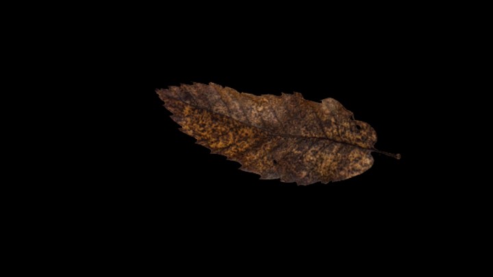 UE项目资源_模型资源_树叶086