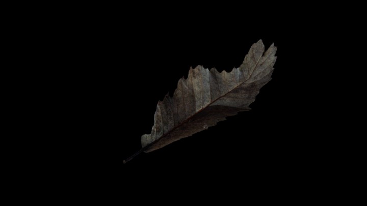 UE项目资源_模型资源_树叶089