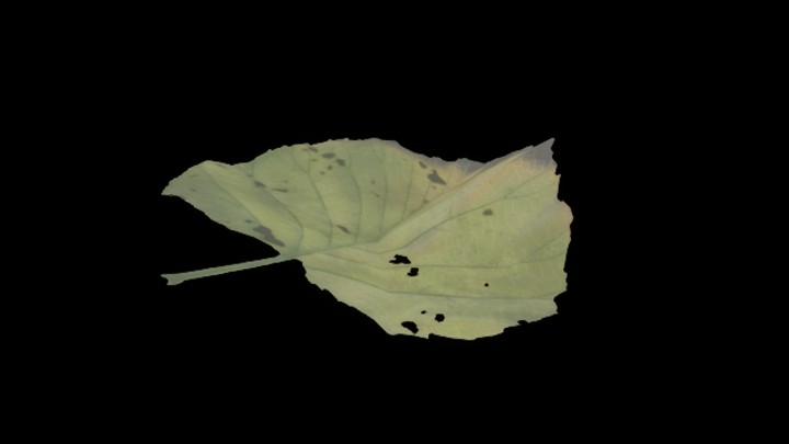 UE项目资源_模型资源_树叶095