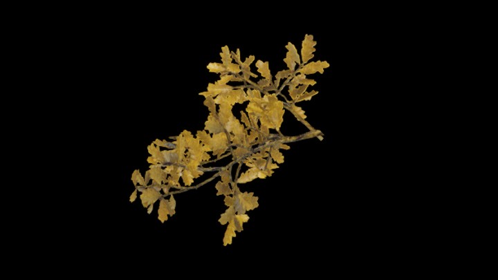 UE项目资源_模型资源_树枝180