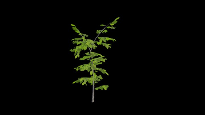 UE项目资源_模型资源_树苗041