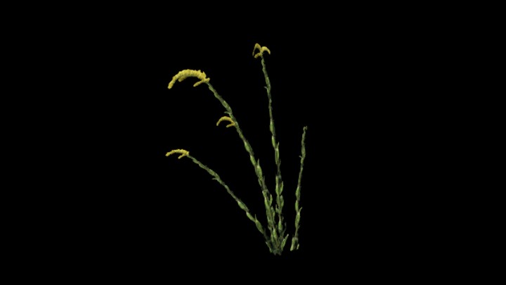 UE项目资源_模型资源_植物1551