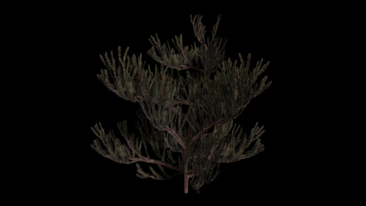 UE项目资源_模型资源_植物1567