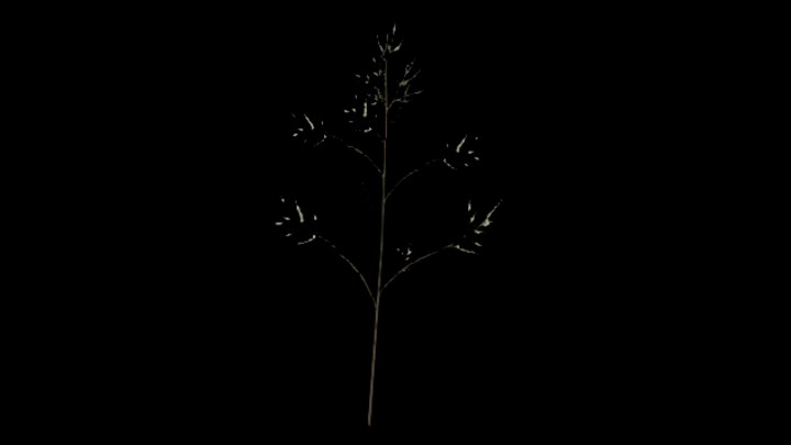 UE项目资源_模型资源_植物1571