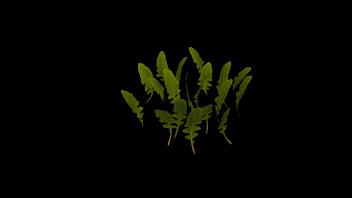 UE项目资源_模型资源_植物1581