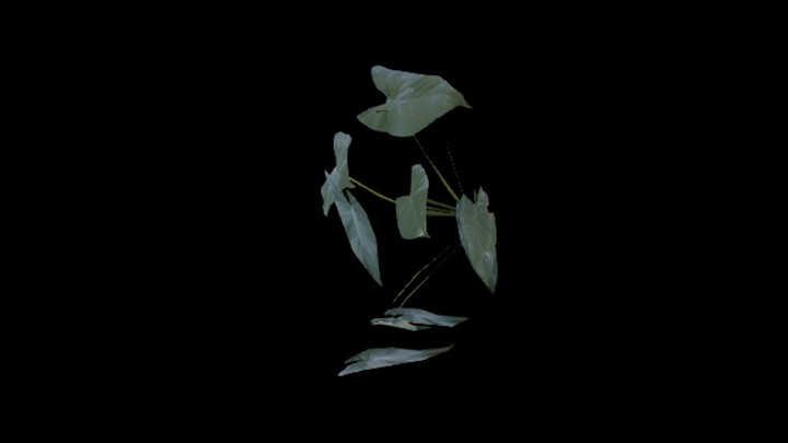 UE项目资源_模型资源_植物1602