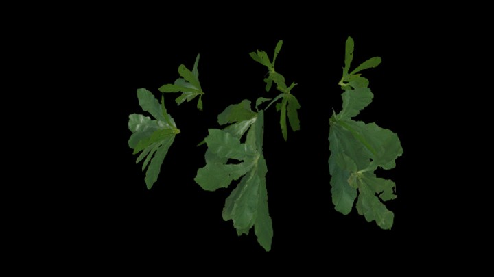 UE项目资源_模型资源_植物1609